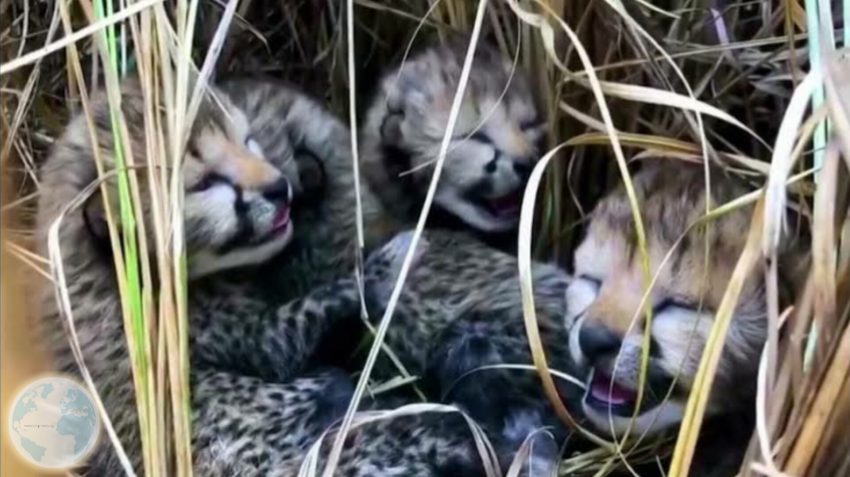 After 70 years in India, the Leopard gave Birth to 4 cubs