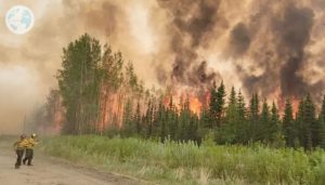 Fires in Canadian Forests Could not be Controlled Even by Rain